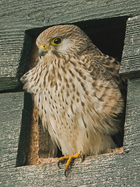 Falco tinnunculus - Torenvalk - Kestrel