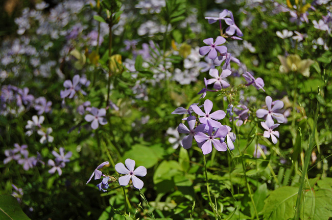 Lavender Phlox