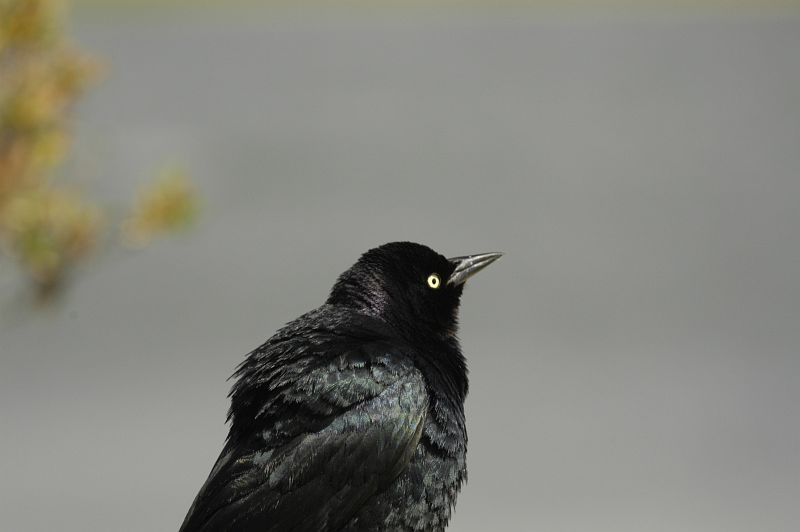 Brewers Blackbird?