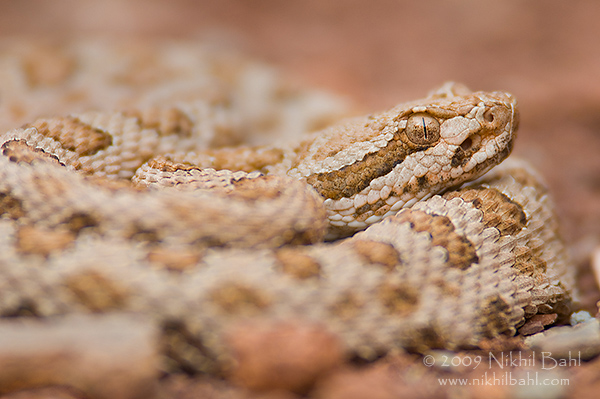 Rattlesnake_NBP5252.jpg