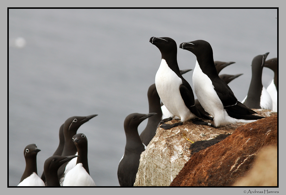 Razorbill  / Alke