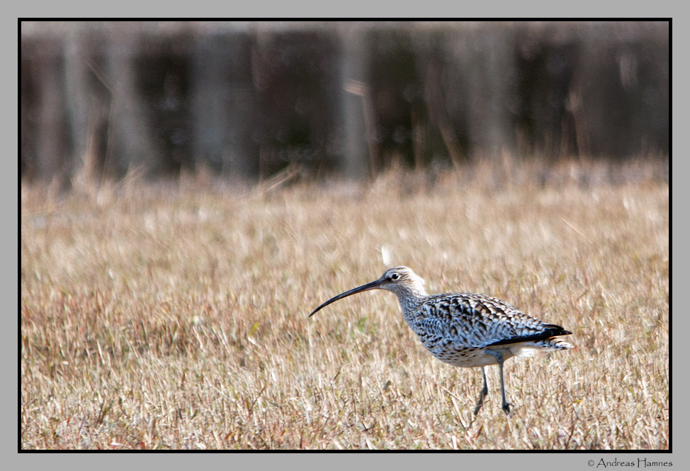 Eurasian Curlew  / Storspove