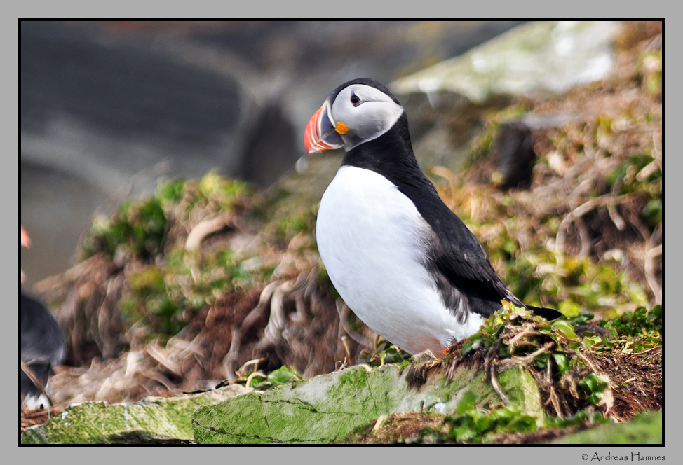 Puffin  / Lundefugl