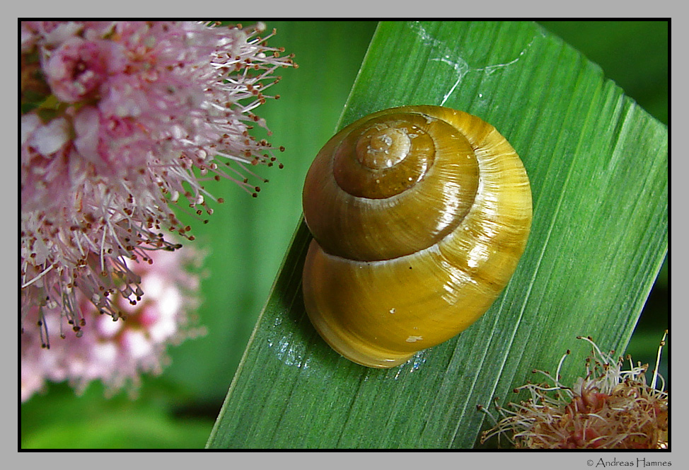 Snail shell