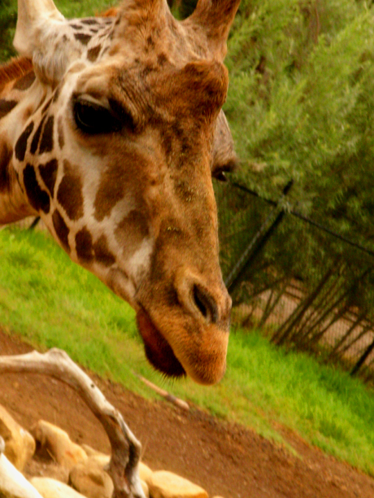 Giraffe head profile  074.jpg