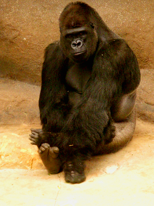 Gorilla 085.jpg