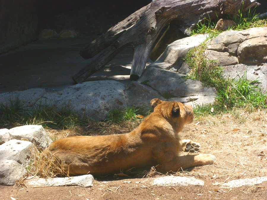 San Diego Zoo 7716.jpg