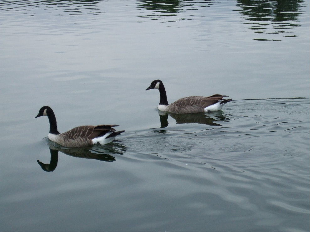 Canadian geese?