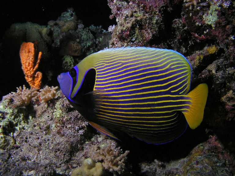 Emporer Angelfish.jpg