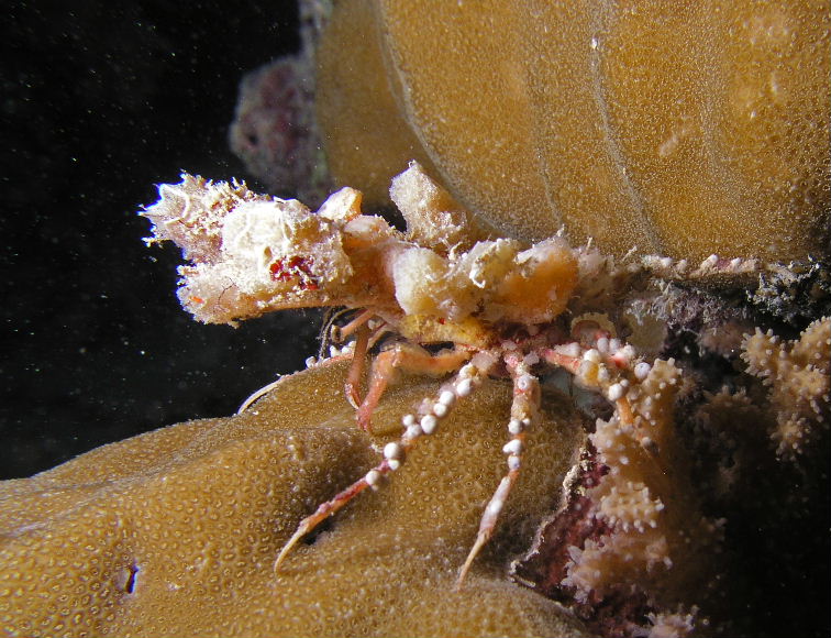 Decorator Crab.jpg