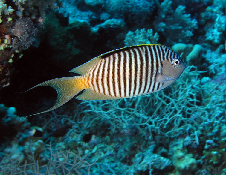 Zebra Butterflyfish.jpg