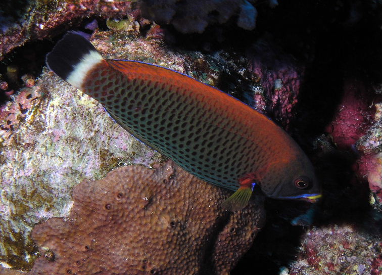 P1010043a.jpg