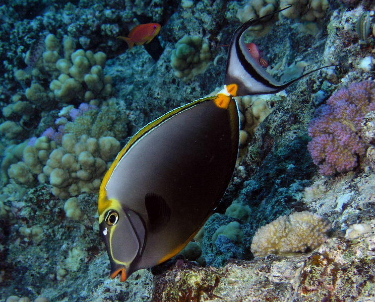 Masked Unicornfish.jpg