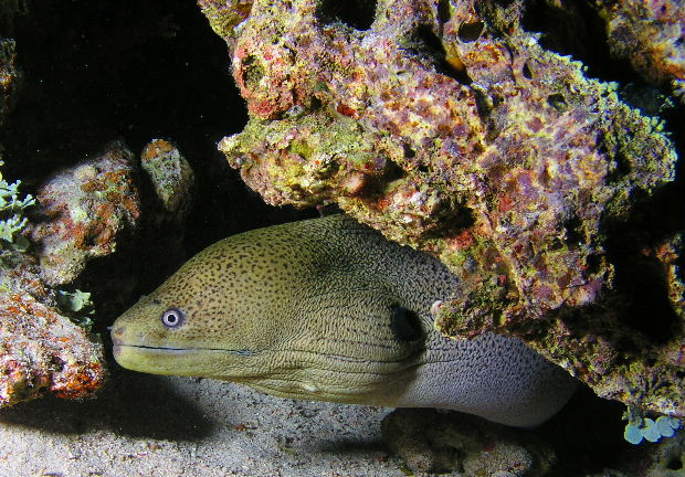 Giant Moray.jpg