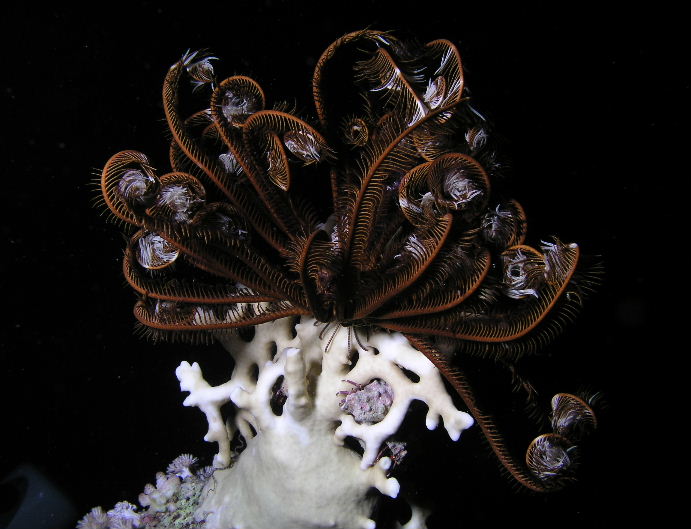 Feather Star.jpg