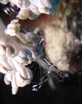 Anemone Shrimp.jpg