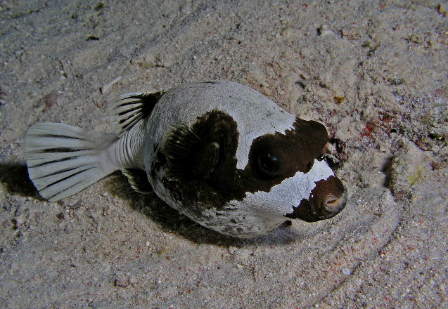 Puffer.jpg