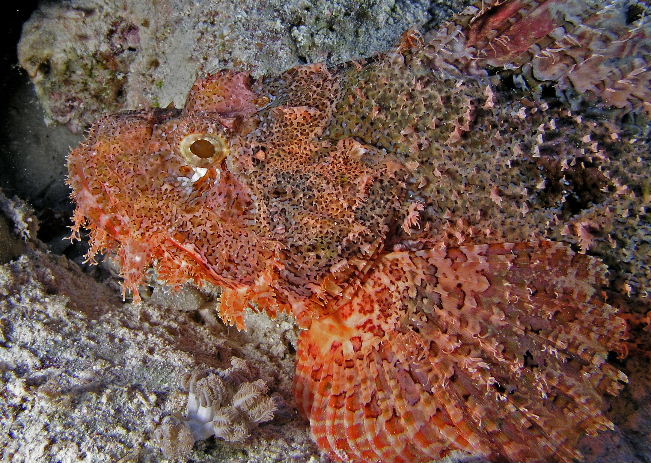 Smallscale Scorpionfish.jpg