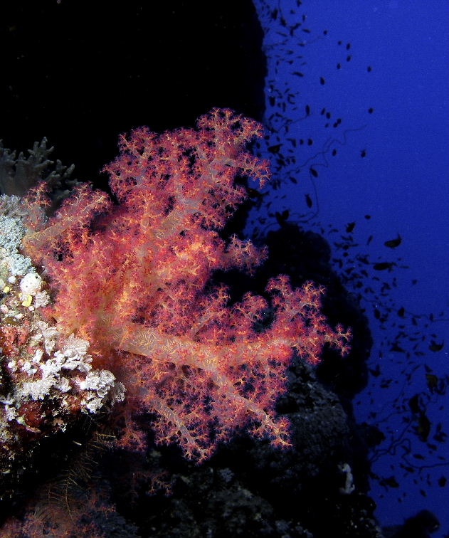 Soft Coral