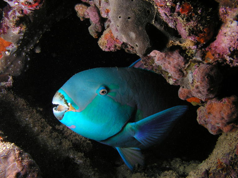 Parrotfish.jpg