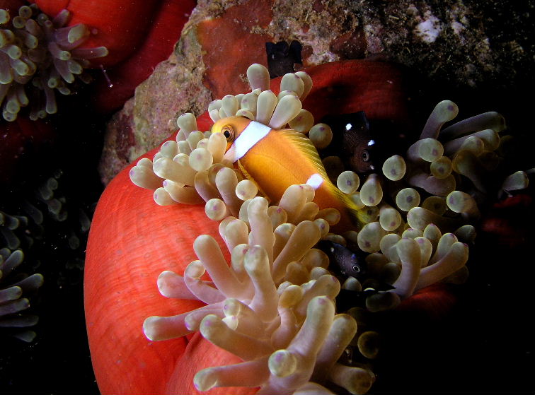 Clownfish.jpg