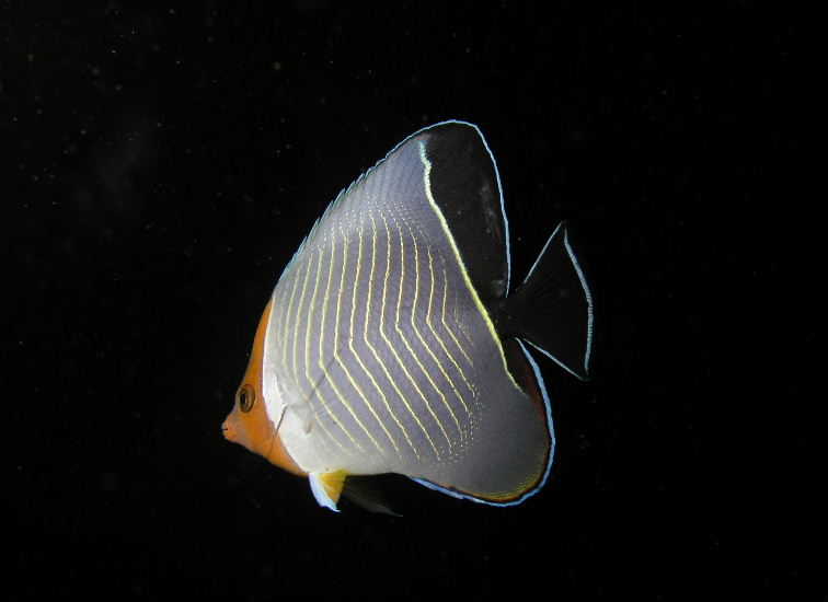 Orange Face Butterflyfish.jpg