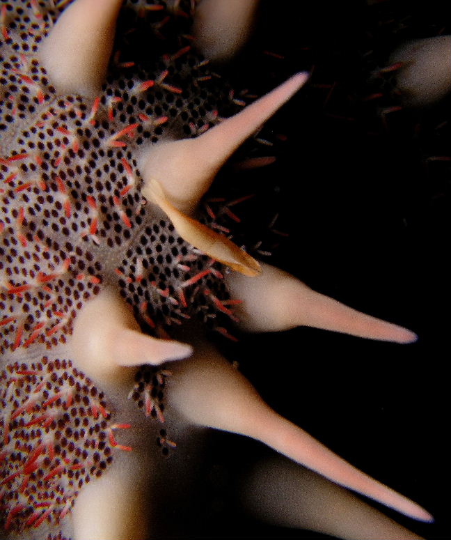 Star Shrimp on Crown of Thorns.jpg