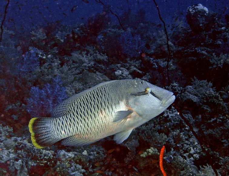 Bumphead Wrasse.jpg