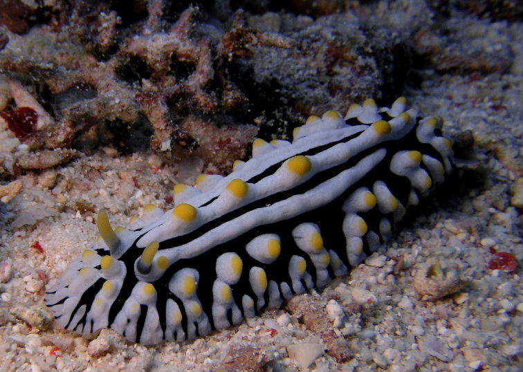 Varicose Warty Slug.jpg