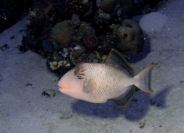 Triggerfish.jpg