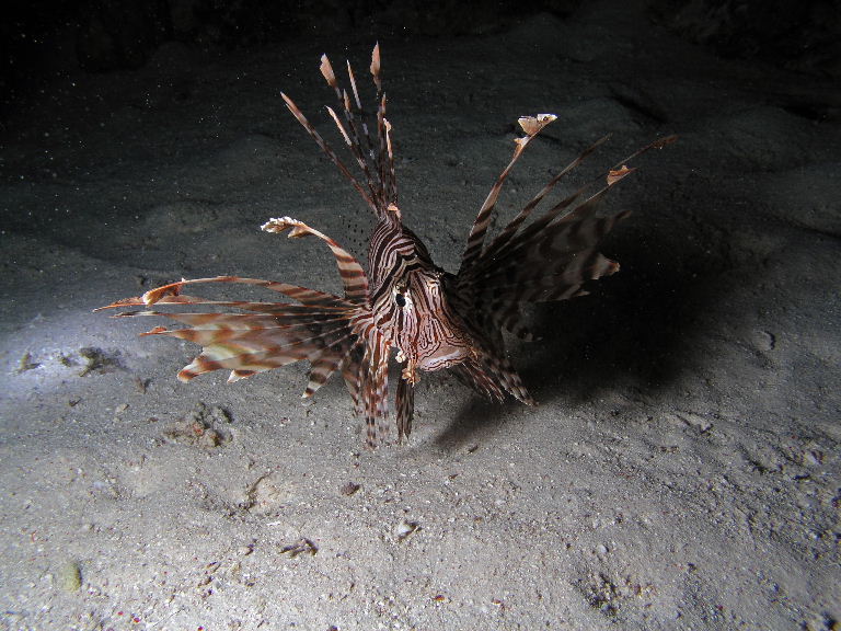 Common Lionfish.jpg