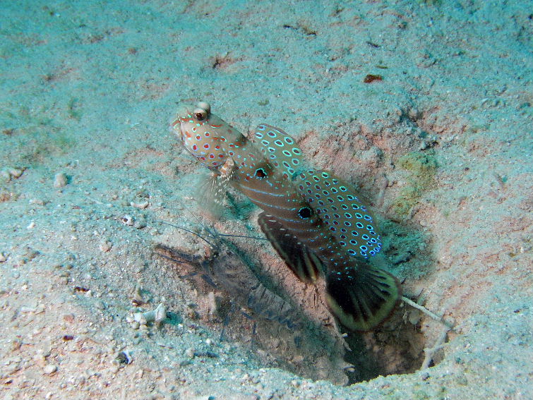 Gobie and Bulldozer Shrimp.jpg