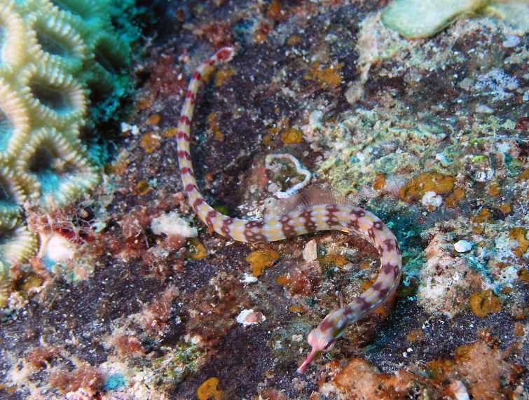 Guilded Pipefish.jpg