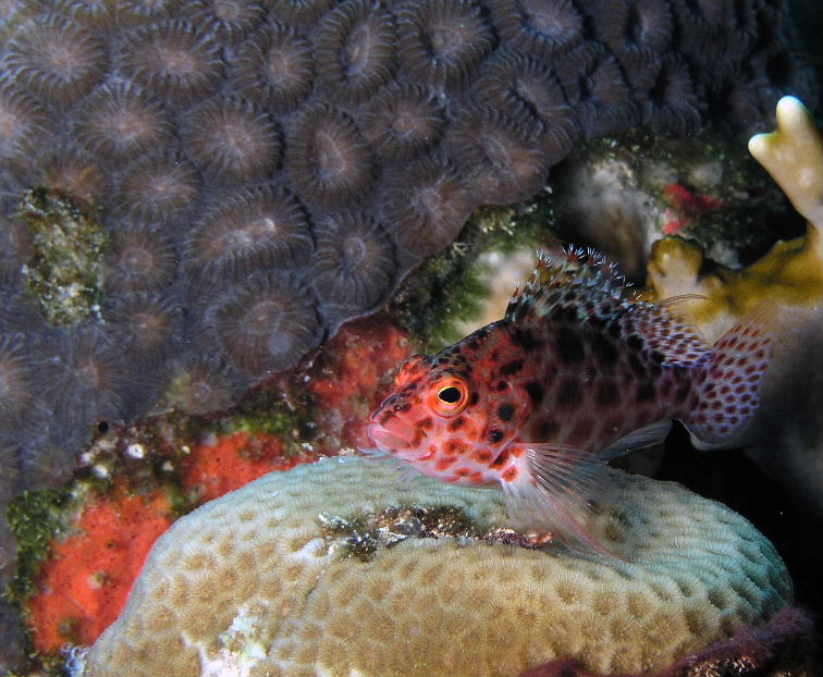 Pixie Hawkfish.jpg