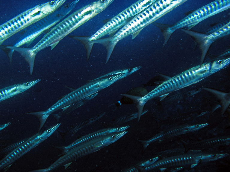 Barred Barracuda.jpg