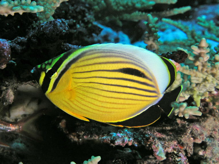Red Sea Melon Butterflyfish.jpg