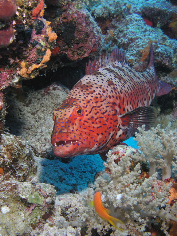 Red Sea Coral Grouper.jpg