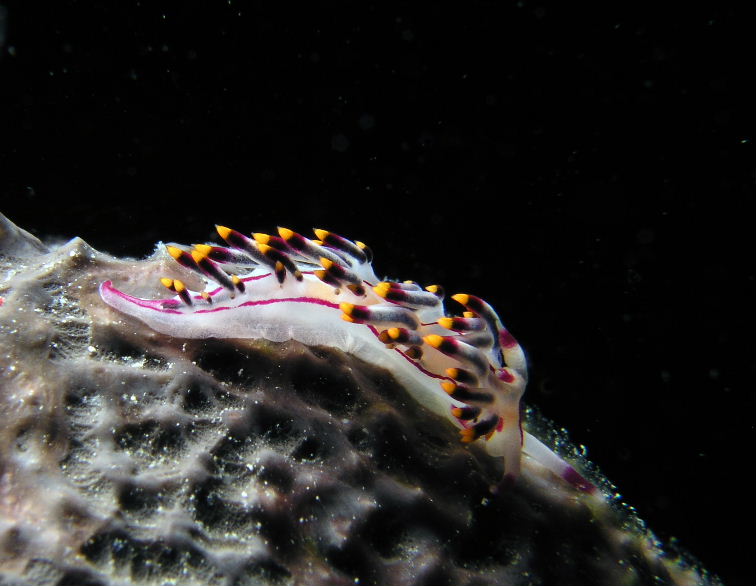 Purple Flabellina.jpg