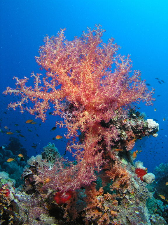 Soft Coral