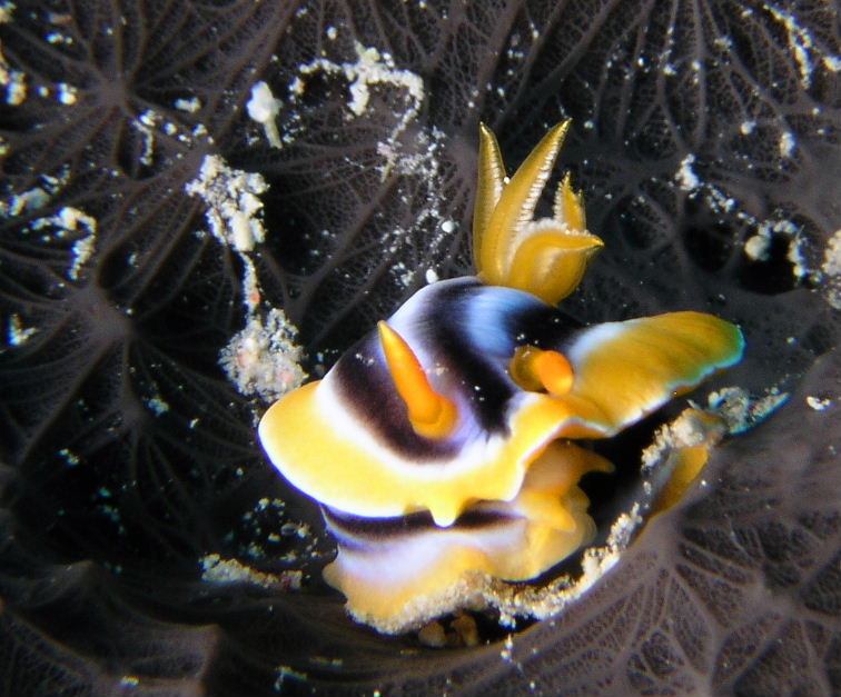 African Chromodorid.jpg