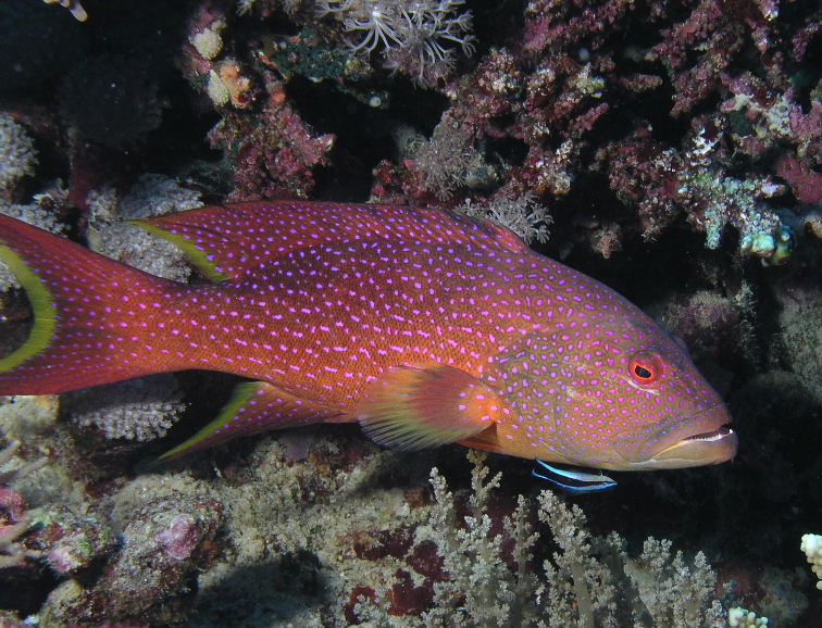 Lyretail Grouper.jpg