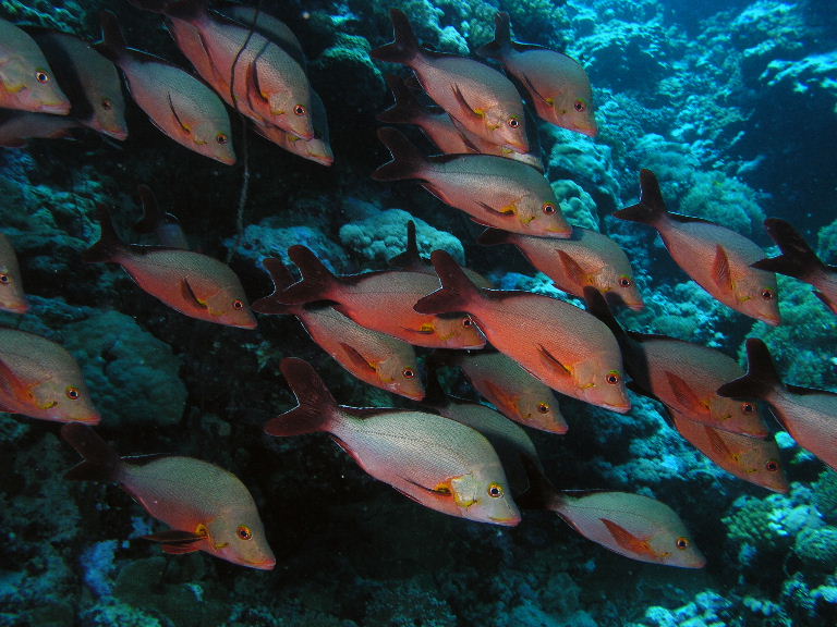 Humpback Snappers.jpg