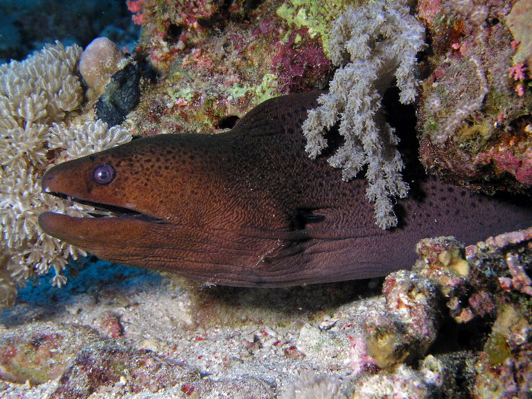 Moray with cleaner shrimp.jpg