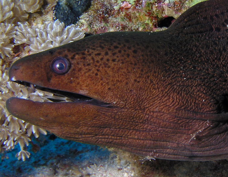Moray with Cleaner Shrimp.jpg