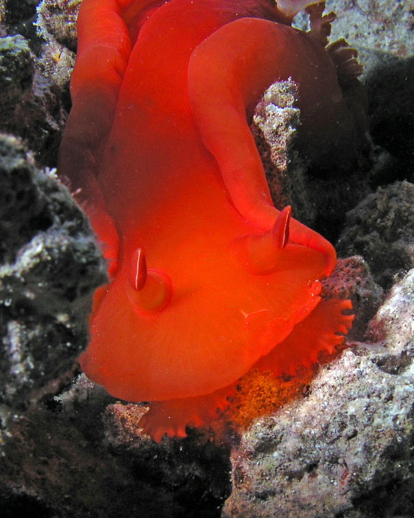 Spanish Dancer.jpg