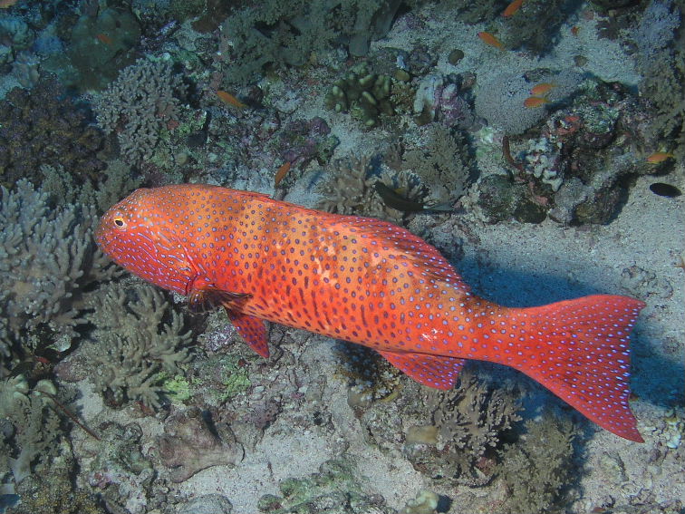 Red Sea Coral Grouper.jpg