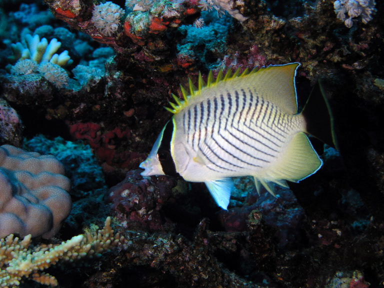 Chevron Butterflyfish.jpg