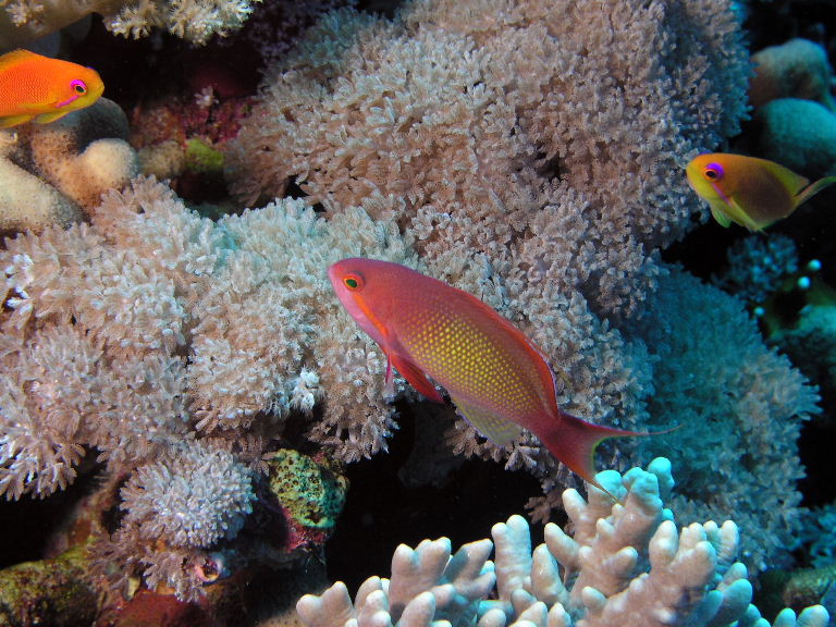 Lyretail Anthias.jpg