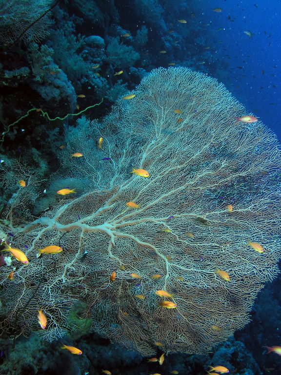 Sea Fan