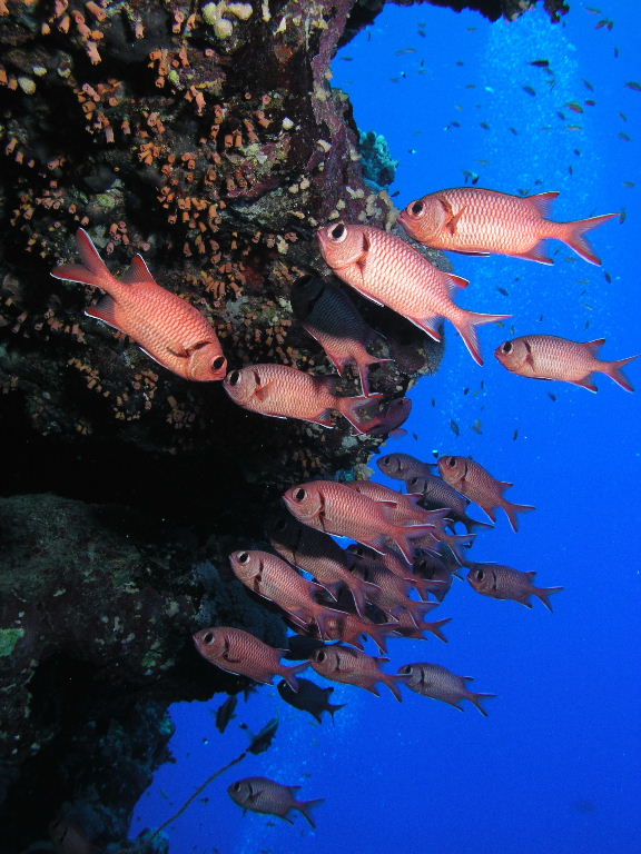 Blotcheye Soldierfish.jpg